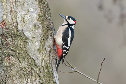 Male great spotted woodpecker