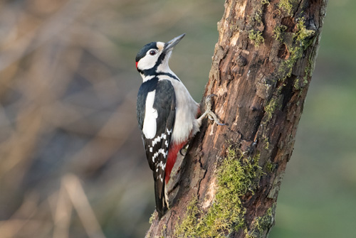 Great Spotted Woodpecker in Yorkshire