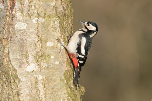 Great Spotted Woodpecker