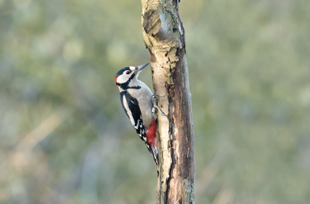 Great Spotted Woodpecker, High Batts