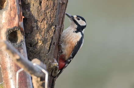 Woodpecker, High Batts