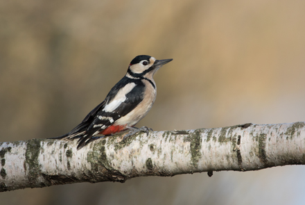 Woodpecker, High Batts