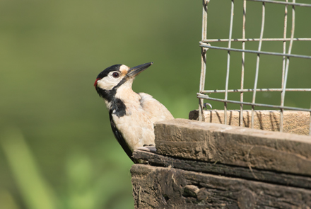 Great Spotted Woodpecker, High Batts