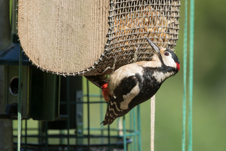 Great Spotted Woodpecker, High Batts