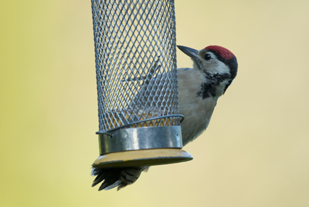 Woodpecker, High Batts