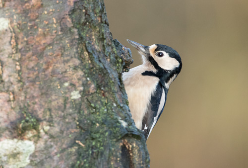 Great Spotted Woodpecker