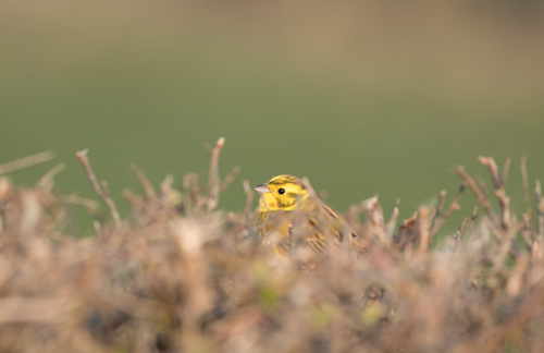 Yellowhammer, near Fountain's Abbey