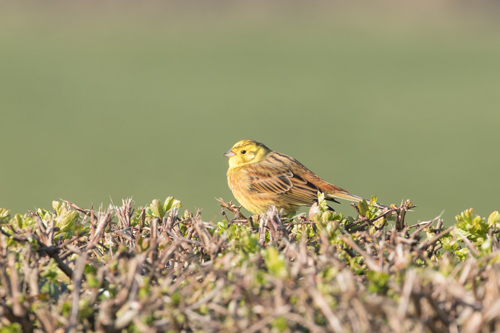 Yellowhammer, Watergate Road