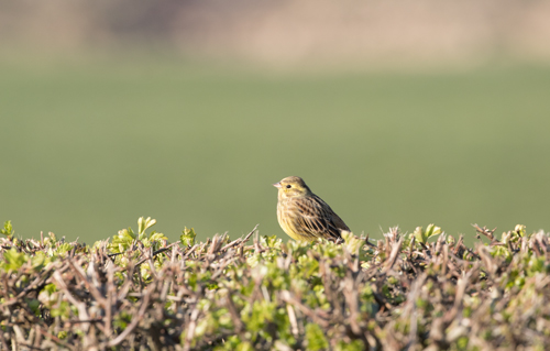 Female yellowhammer