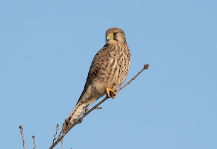Kestrel at St Aidan's