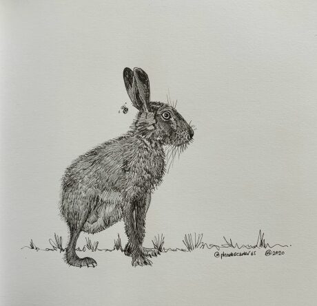 Pheobe Carter brown hare drawing