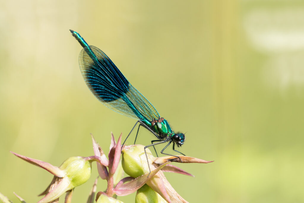 Banded demoiselle, High Batts