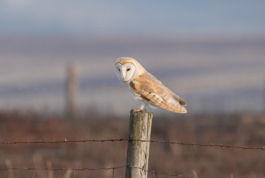 Barn owl, Kex Gill