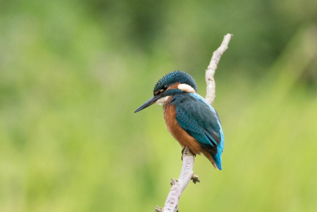 Kingfisher, High Batts