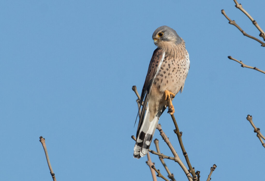 Kestrel, Beckwithshaw