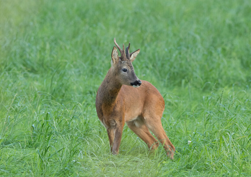 Roe buck, How Hill