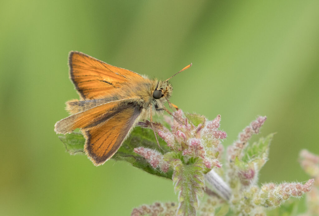 Small skipper, Timble Ings