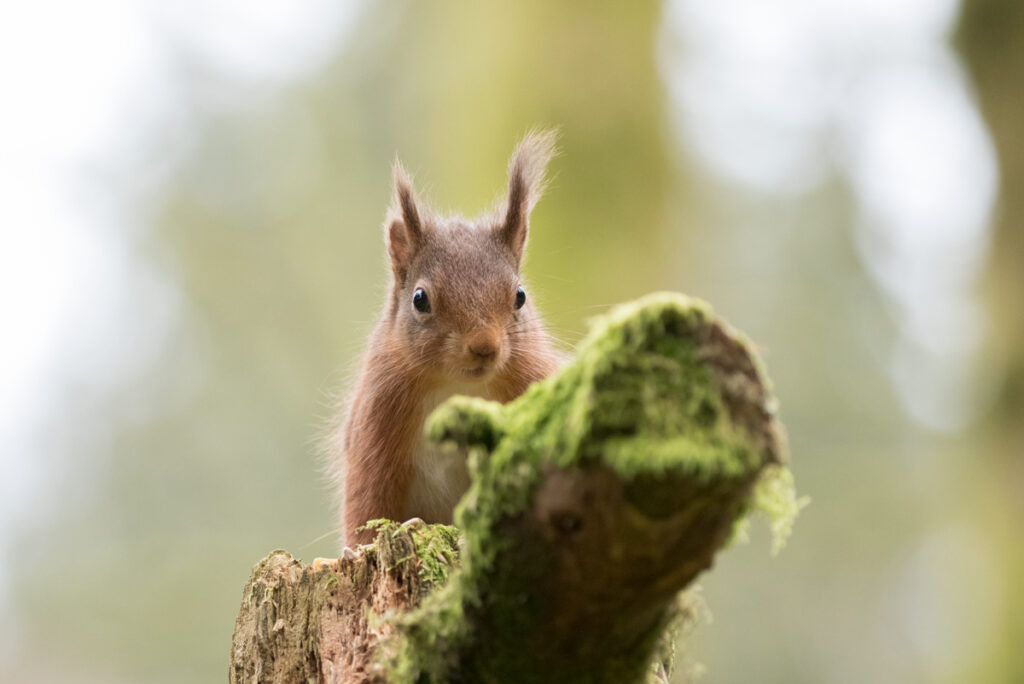 Red squirrel near Hawes