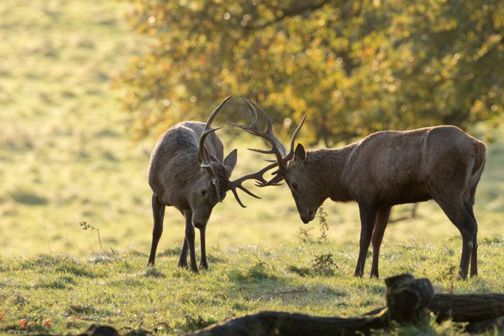 Stags, Studley Royal