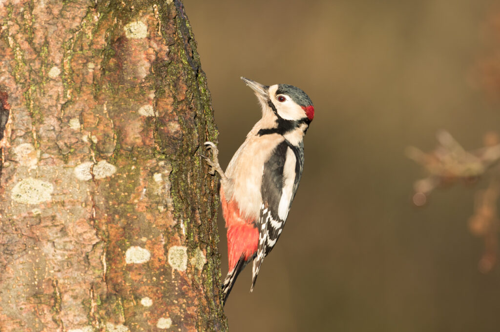 Great spotted woodpecker, High Batts