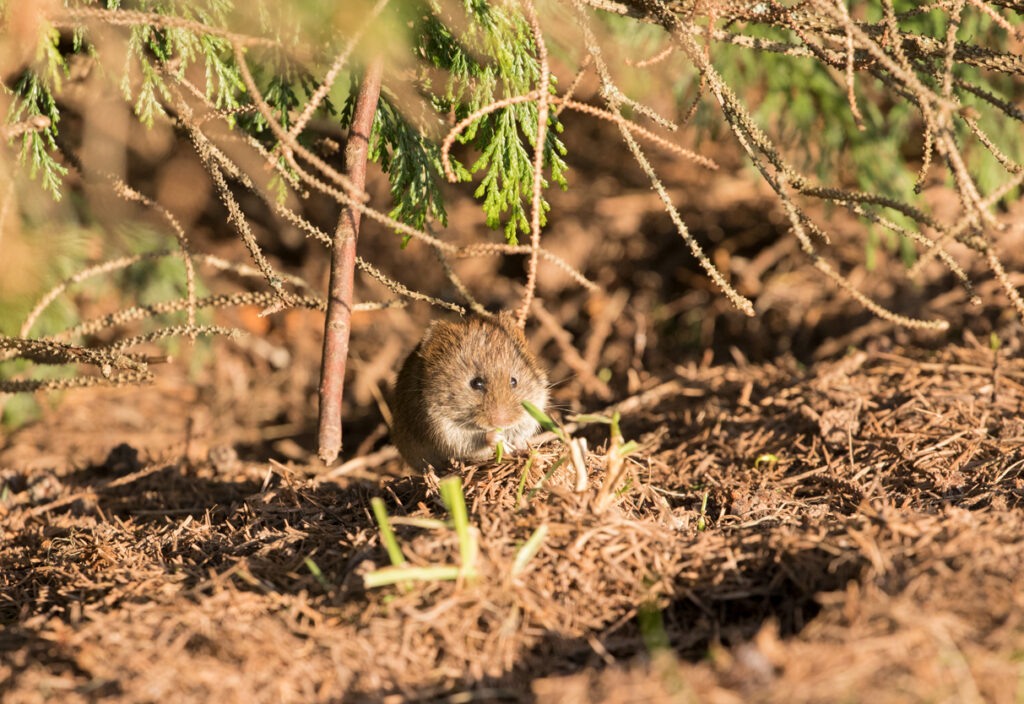 Field vole, Yorkshire Showground