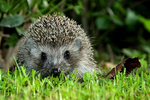 Hedgehog, by Tomaz Demsar at Slovenien Wikipedia, Licence CC BY-SA 3.0